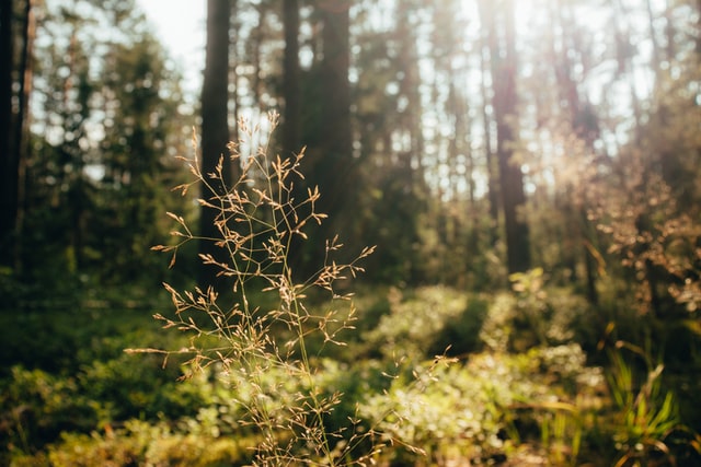 Sunlight in the woods